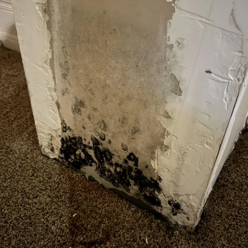 Professional Mold Removal in Goodwell, OK